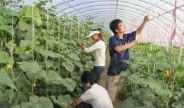 费县园林吃瓜事件,一场引发热议的公共道德风波