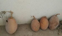 藤县校长吃瓜,校园风波背后的真相与反思