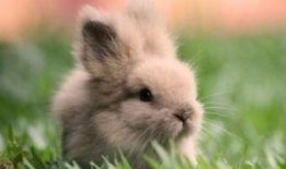 带你吃瓜奇葩兔子,带你领略“带你吃瓜奇葩兔子”的独特魅力