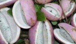 糖人吃八月瓜,甜蜜邂逅传承古韵