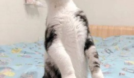 猫猫崽吃瓜,猫猫崽的瓜田奇遇记