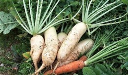 萝卜和皇瓜可以吃吗,探寻美味与营养的完美结合