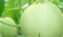 绿叶瓜孕妇可以吃吗