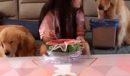 吃瓜女主人,一场关于成长与救赎的奇幻之旅