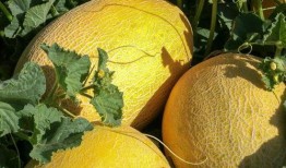 天堂吃瓜,揭秘神秘天堂的吃瓜传奇