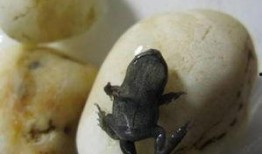 瓜西瓜吃蝌蚪找妈妈