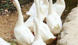 吃瓜幸运鹅结局,结局揭秘，鹅界传奇落幕