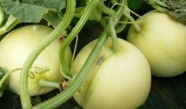 咳嗽可以吃莲瓜吗