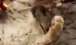 大白鹅吃瓜,大白鹅的夏日瓜果盛宴