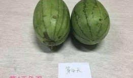 吃瓜长知识捷克