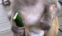 猴子吃瓜照视频,欢乐瞬间捕捉