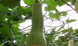 在乡下吃瓜的场景,夏日乡村吃瓜记