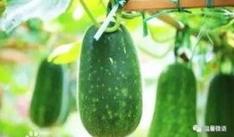 瓜虫怎么吃,解锁独特口感与营养的烹饪新境界