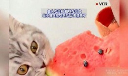 猫猫可以吃瓜,瓜果飘香，猫咪的夏日美味之旅