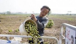 余昌华田野吃瓜,一场别开生面的吃瓜盛宴