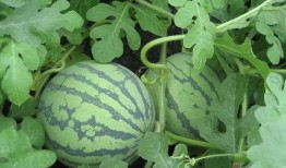 陈一壹吃瓜,揭秘娱乐圈幕后真相