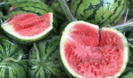 夏邑吃瓜视频,揭秘当地特色美食背后的故事