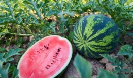 荔湾吃瓜,探寻广州老城区的美食风情