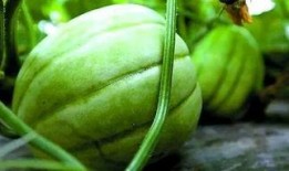 侯府吃瓜日常21,揭秘21世纪宫廷里的吃瓜日常