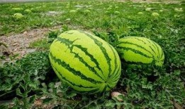 吃瓜牙掉了,吃瓜群众不慎掉牙，引发社会热议