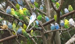 虎皮鹦鹉吃八月瓜好吗,虎皮鹦鹉食用八月瓜的适宜性探讨