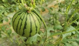 吃红瓜好吗,吃红瓜真的好吗？揭秘其健康奥秘