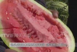 吃瓜群众在哪找,揭秘网络热议背后的秘密