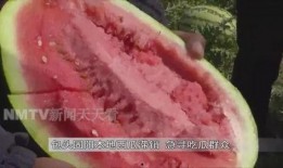 吃瓜群众在哪找,揭秘网络热议背后的秘密