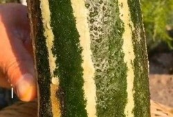 丑瓜没熟怎么吃,未熟丑瓜的创意食用攻略