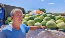 喜籽瓜可以吃吗,美味可口的天然零食探索