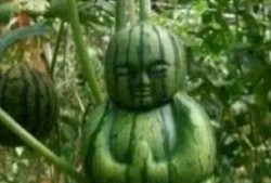 网络上有什么瓜吃,盘点近期热门“瓜”料，揭秘娱乐圈幕后故事