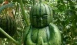 网络上有什么瓜吃,盘点近期热门“瓜”料，揭秘娱乐圈幕后故事