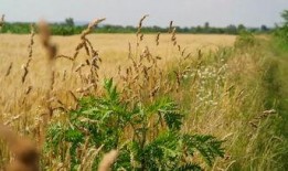 麦田视频吃瓜,揭秘娱乐圈幕后故事