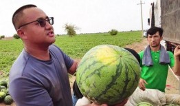 高球圈吃瓜,揭秘吃瓜群众的狂欢盛宴