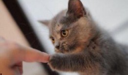 猫咪可以吃石瓜,揭秘石瓜的独特魅力