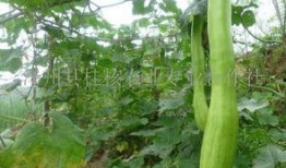 砍瓜如何吃最好,解锁美味新境界