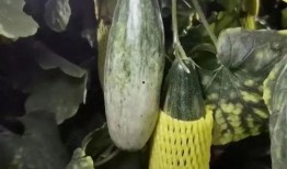 羊角瓜怀孕可以吃,营养与安全的双重保障