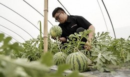 南汇吃瓜事件,一场网络热议背后的真相揭秘