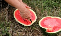 沙集吃瓜比赛,一场夏日里的欢乐盛宴