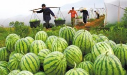 吃瓜大妈卖西瓜,夏日里的甜蜜诱惑