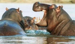 河马吃瓜翻车视频