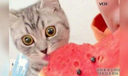 猫猫可以吃瓜,瓜果飘香，猫咪的夏日美味之旅