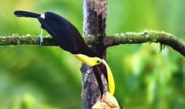 尼加拉瓜吃巨嘴鸟,居民共享巨嘴鸟美食文化