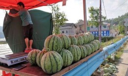 费县园林吃瓜事件,一场引发热议的公共道德风波