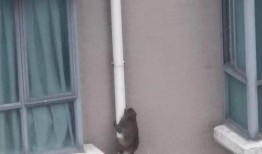 铁门吃瓜,揭秘网络热梗背后的故事与影响