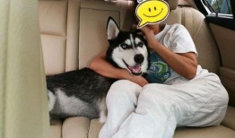 带你吃瓜奇葩狗子,那些让人捧腹大笑的“奇葩狗子”瞬间