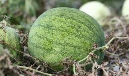 兰州冬天吃大瓜,暖意盎然的大瓜盛宴