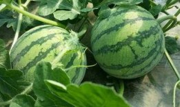 夜间吃瓜,揭秘夜间吃瓜的独特魅力