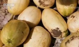 吃瓜群众甜香瓜口味