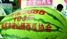 吃瓜小能手辽宁,吃瓜小能手带你领略东北美食风情